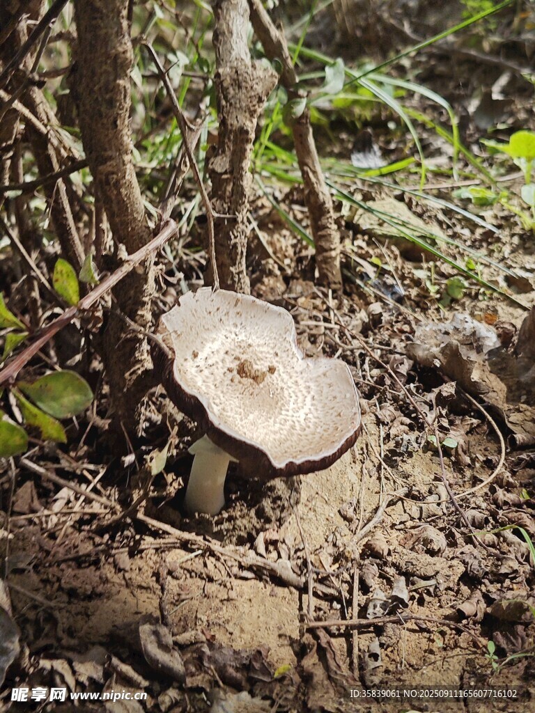 辽宁大连大医野生假根蘑菇实拍