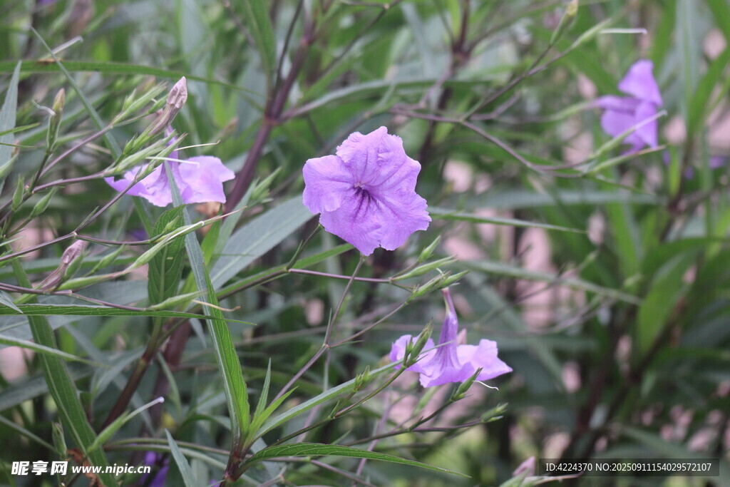 蓝花草