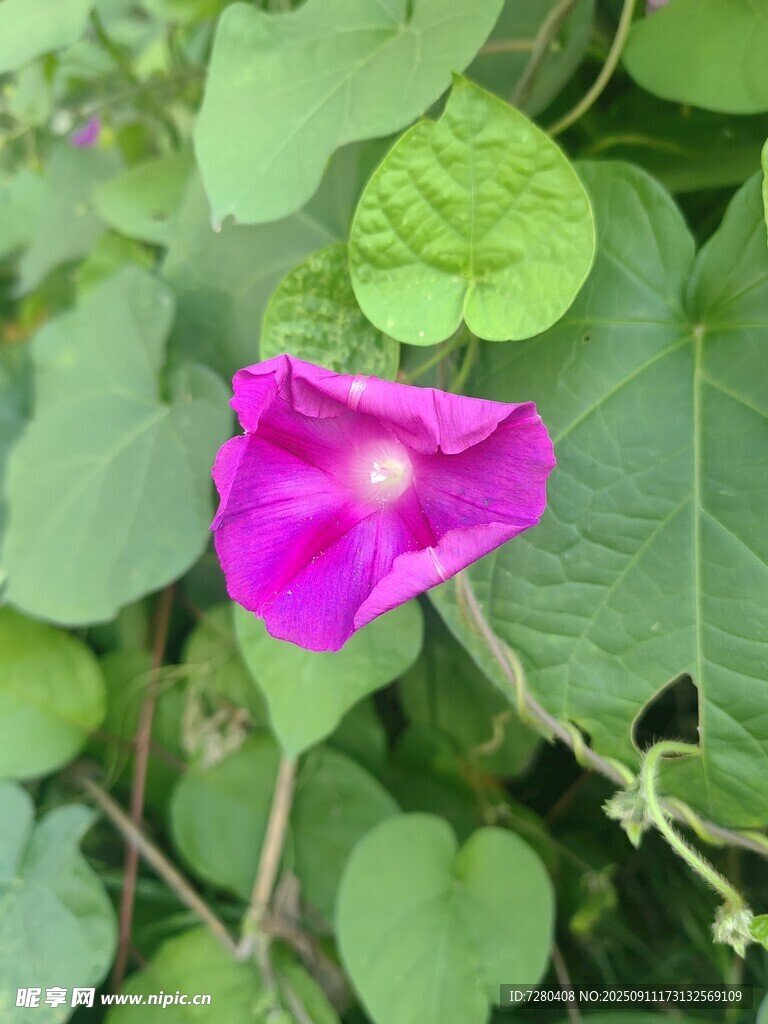 娇艳绽放的粉色牵牛花