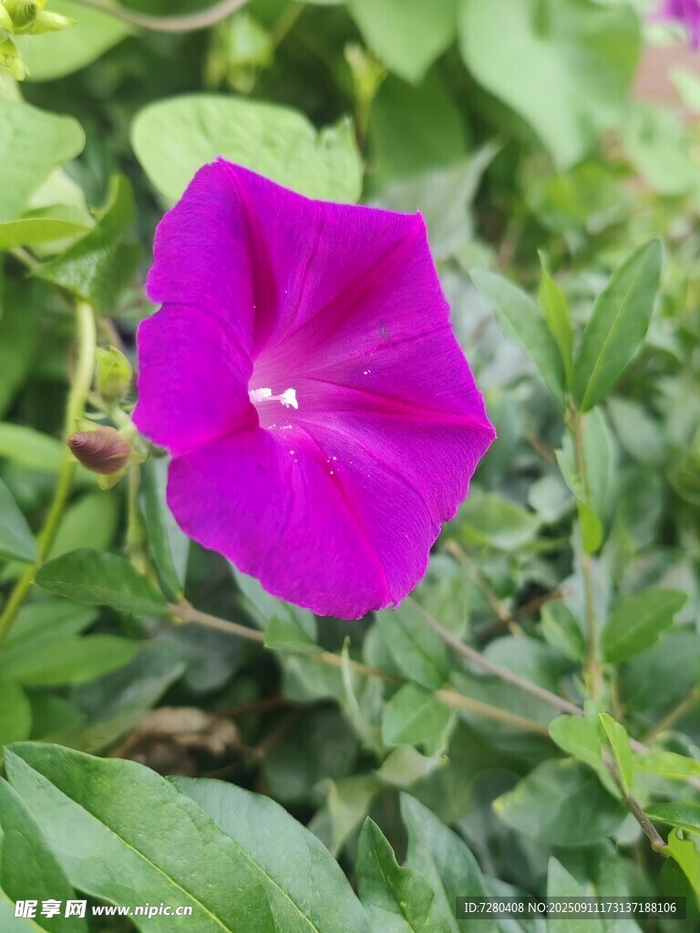 紫色牵牛花特写