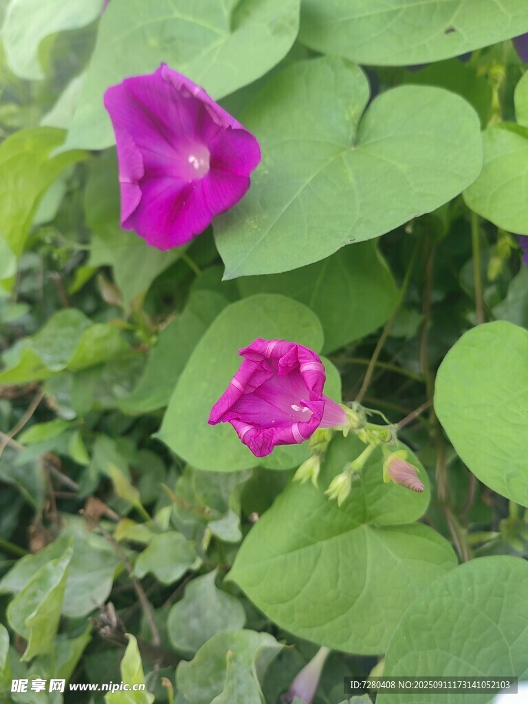 两朵绽放的紫色牵牛花