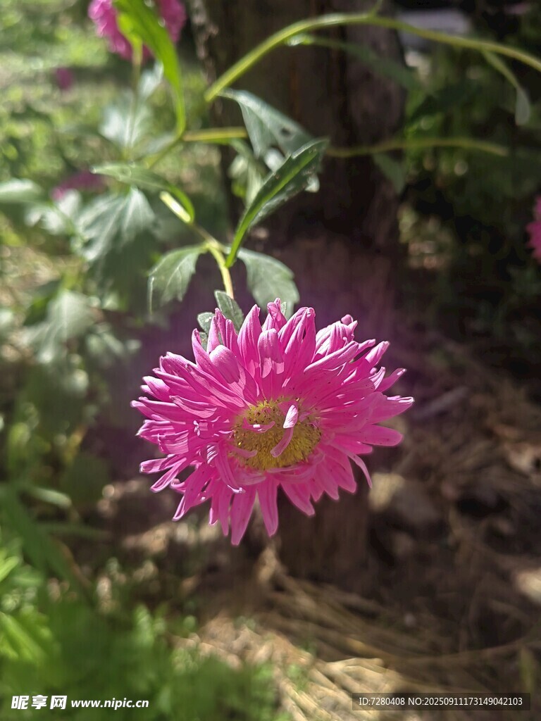 娇艳粉色花朵绽放