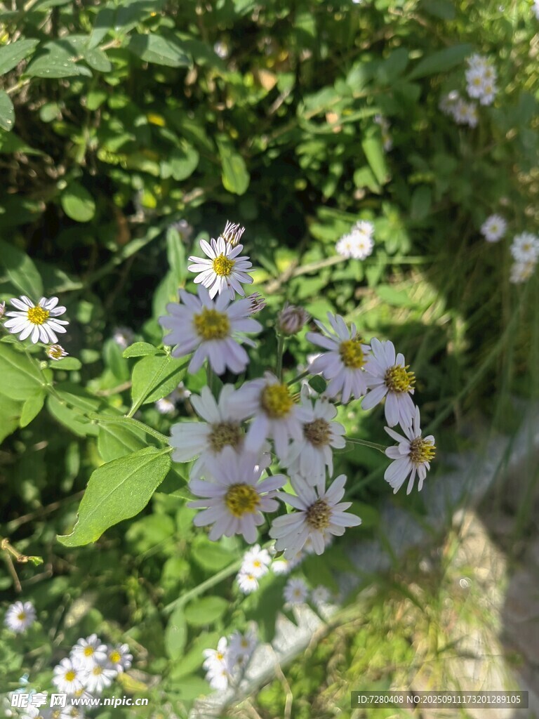 白色小花绽放于绿叶间