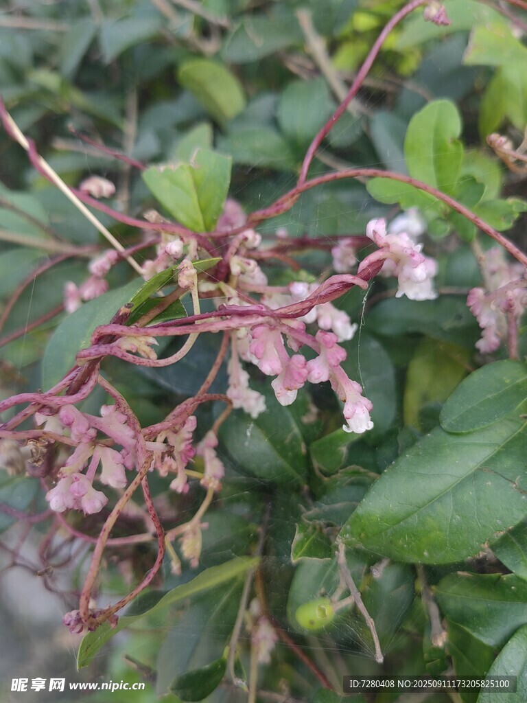 粉色小花绽放于绿叶间