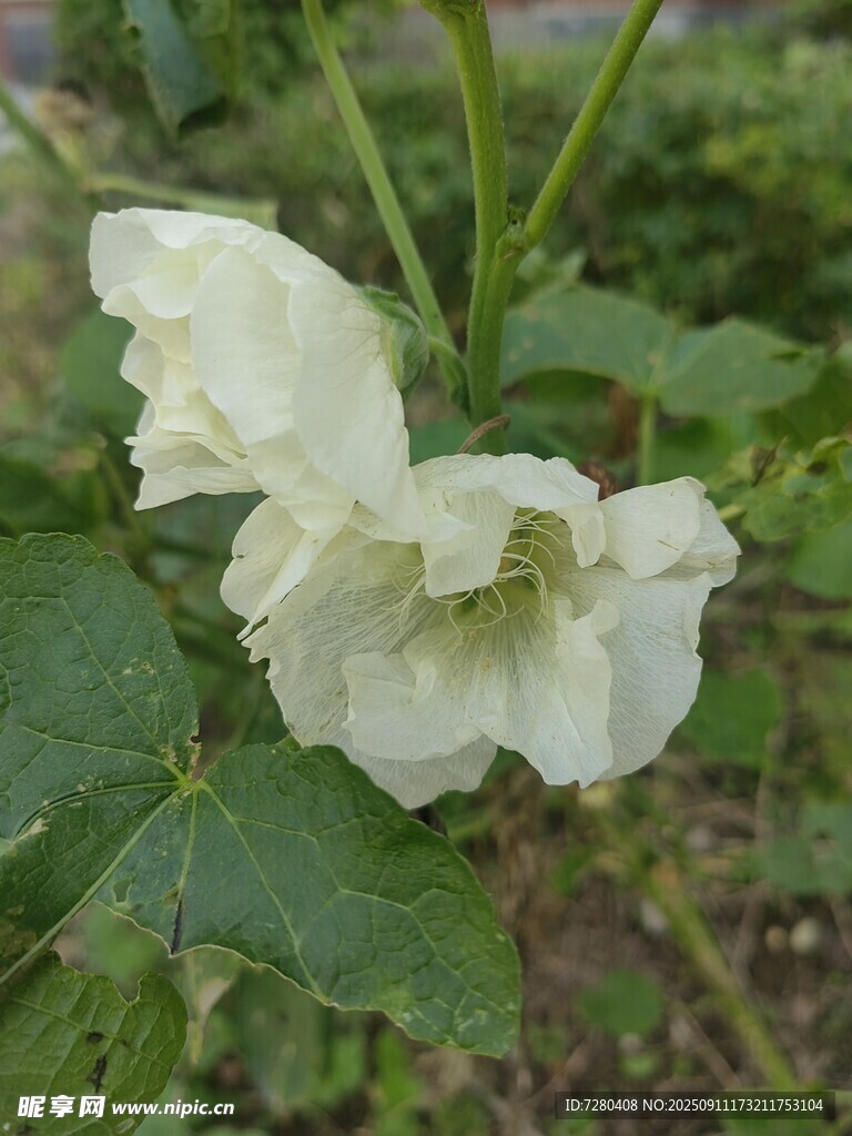 白色绽放花朵特写
