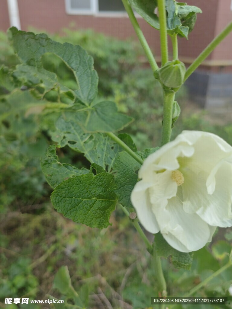 白色单朵绽放的植物花朵