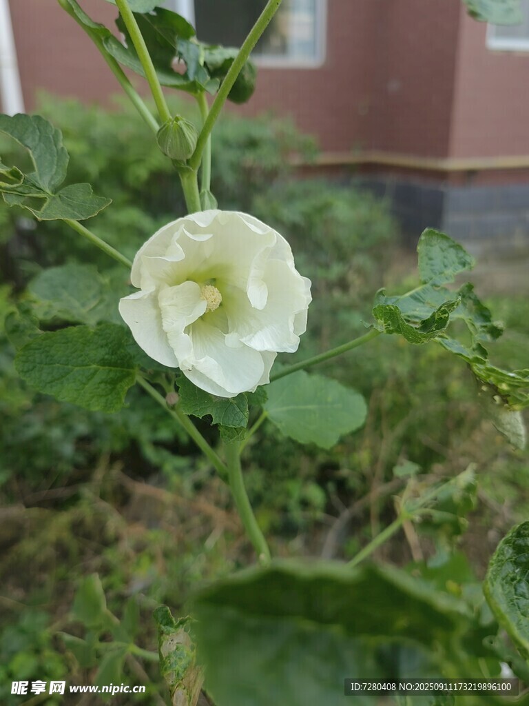 白色单朵蜀葵花特写