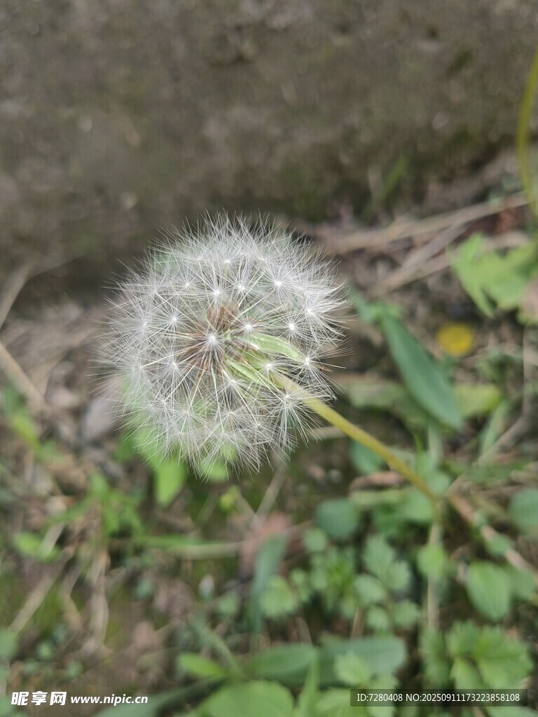 草地上的蒲公英