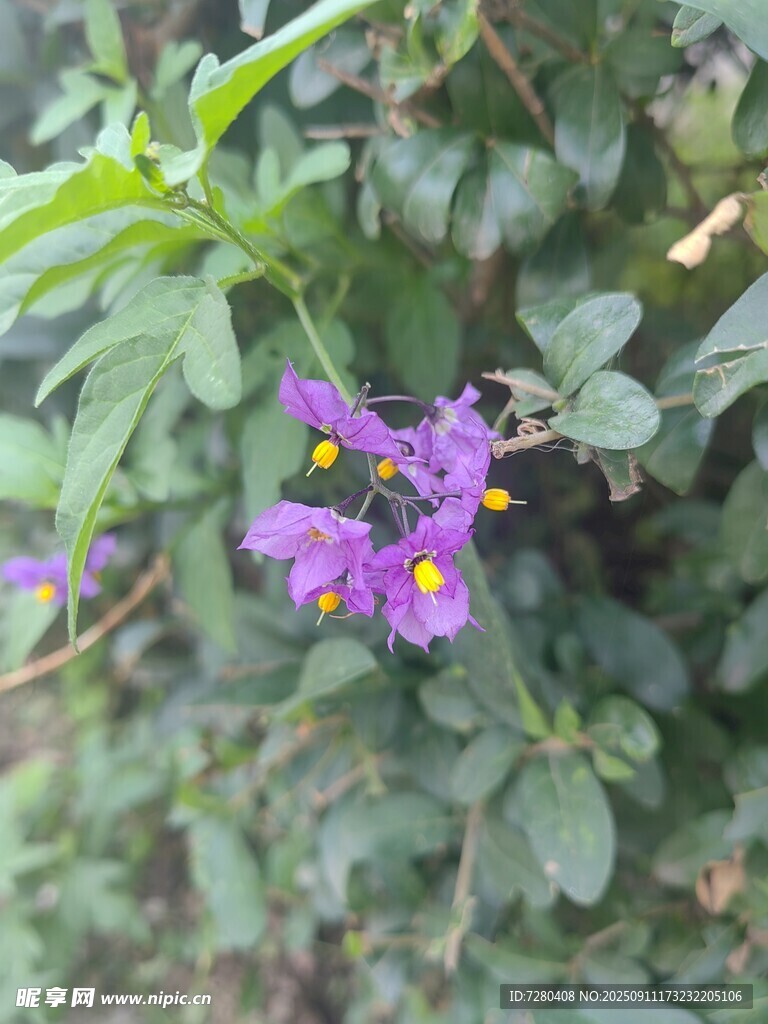 紫色小花绽放绿叶间