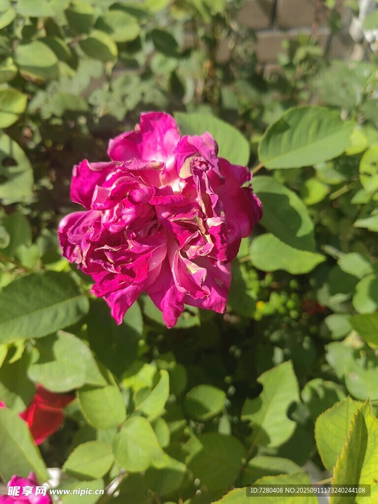 娇艳盛开的玫红色月季花