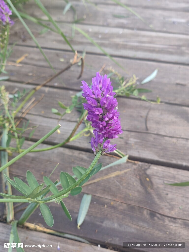 木板旁绽放的紫色花朵