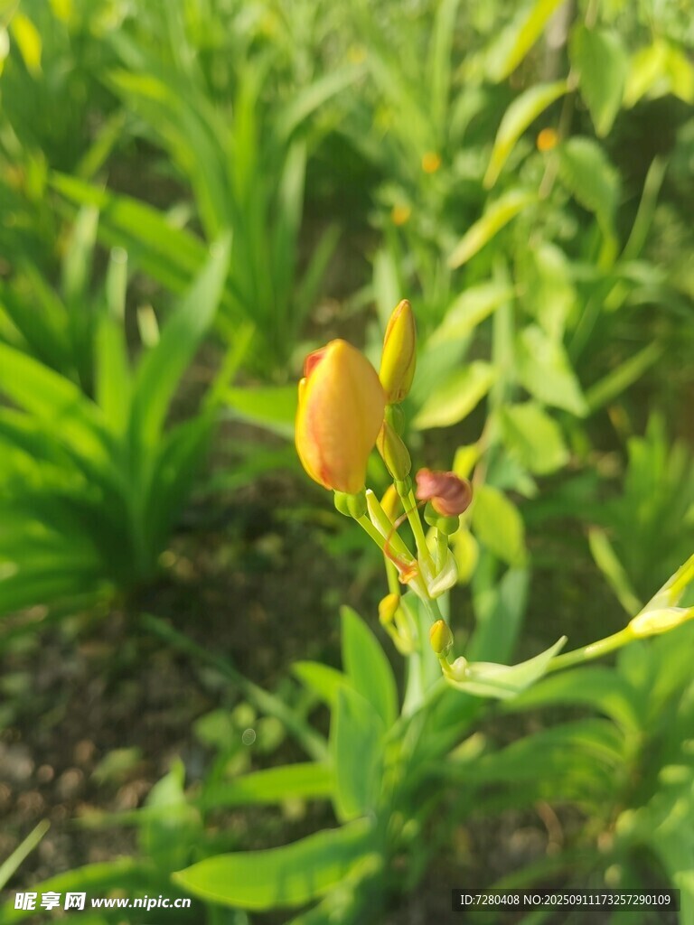 黄色小花绽放于绿叶间