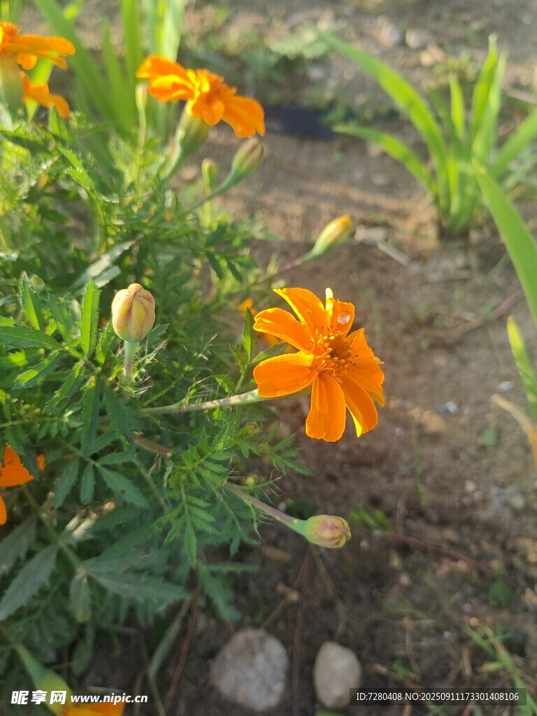 阳光下的橙色小花