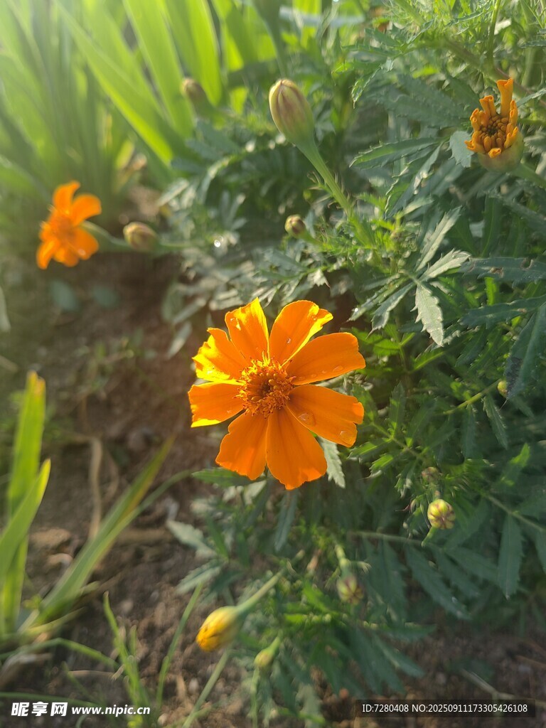 阳光下的橙色万寿菊
