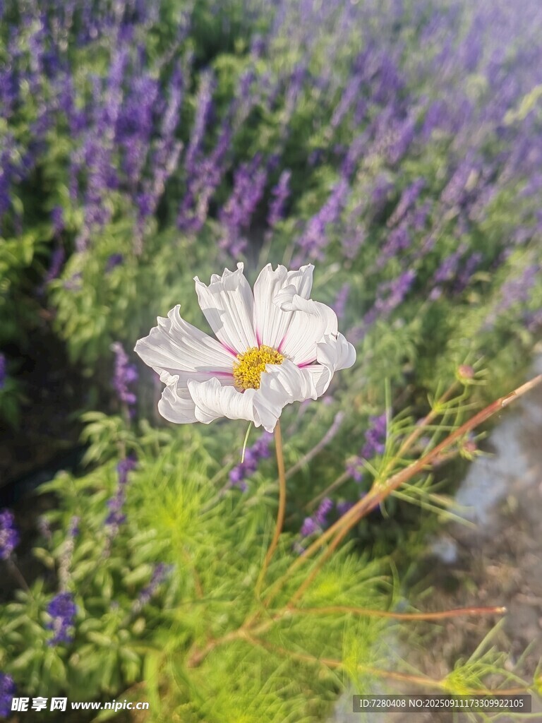 花丛中绽放的白色花朵