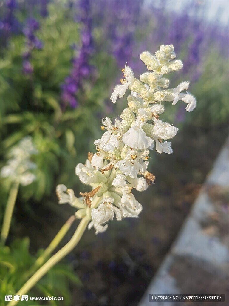 白色花朵绽放于花丛间