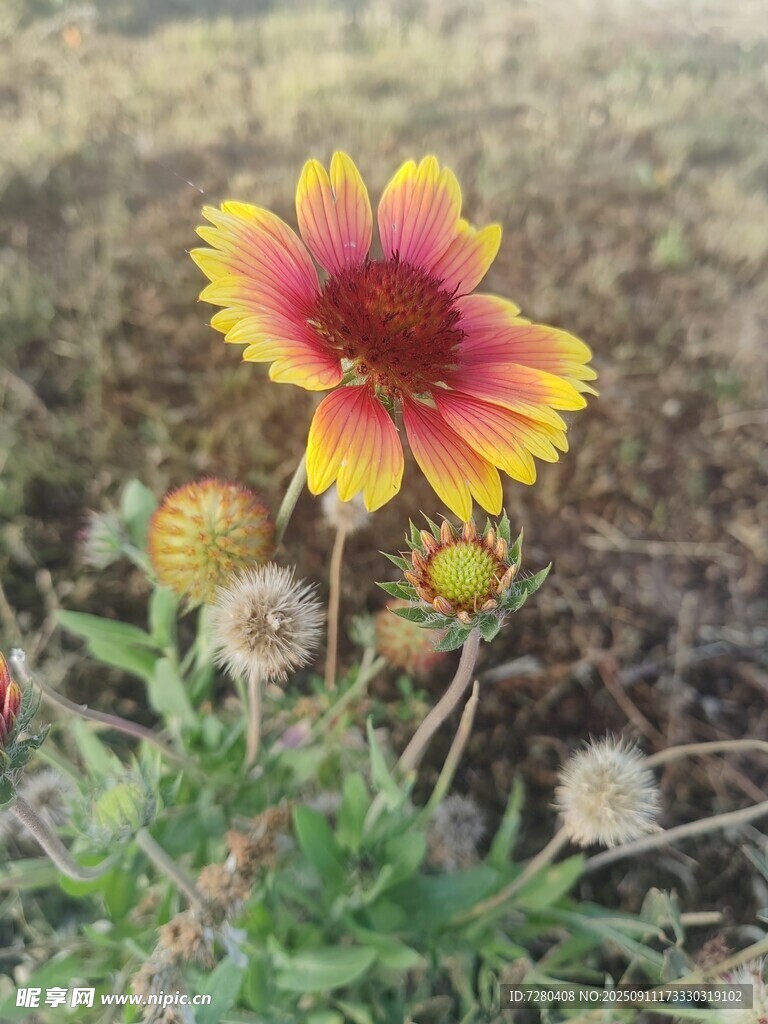 艳丽双色花朵绽放野外