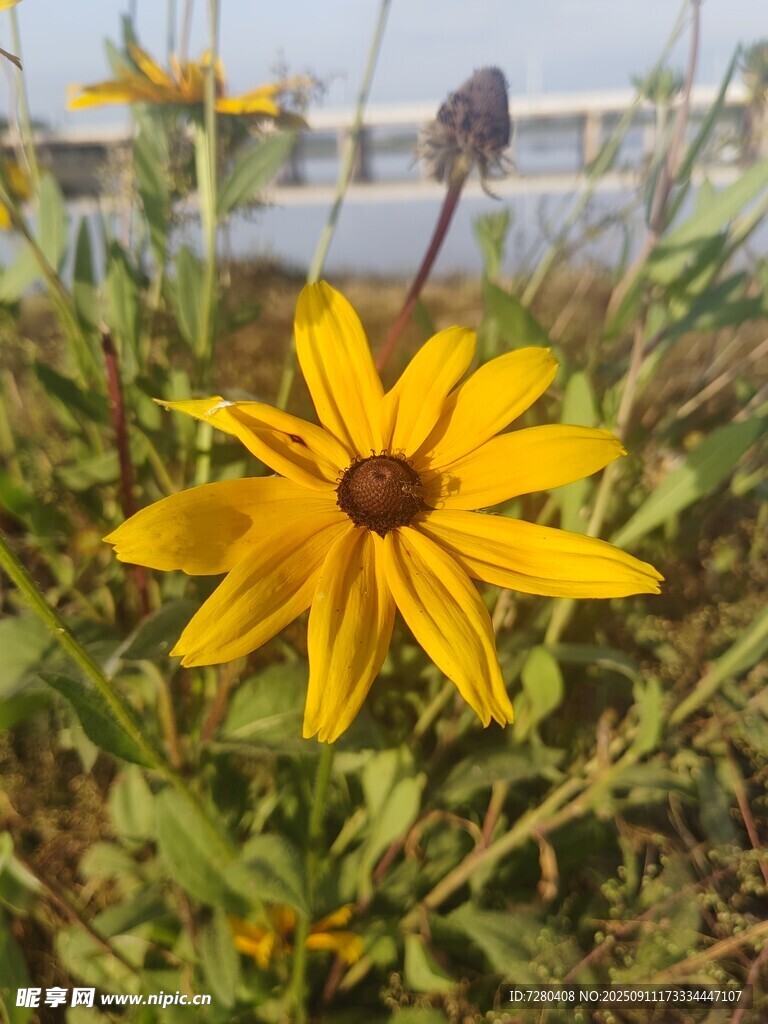 黄色野花绽放于户外