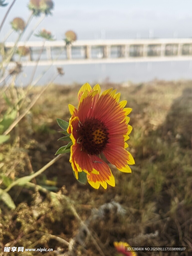 野外绽放的艳丽花朵