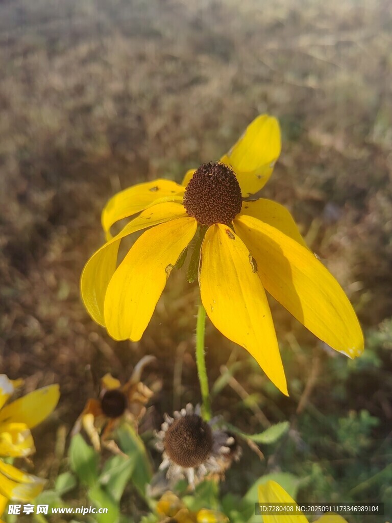 黄色黑心菊特写