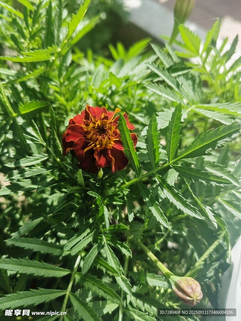 娇艳红菊绽于翠绿叶片间