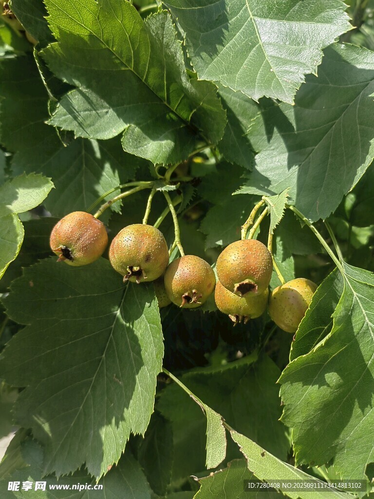 枝头挂着的青涩果实