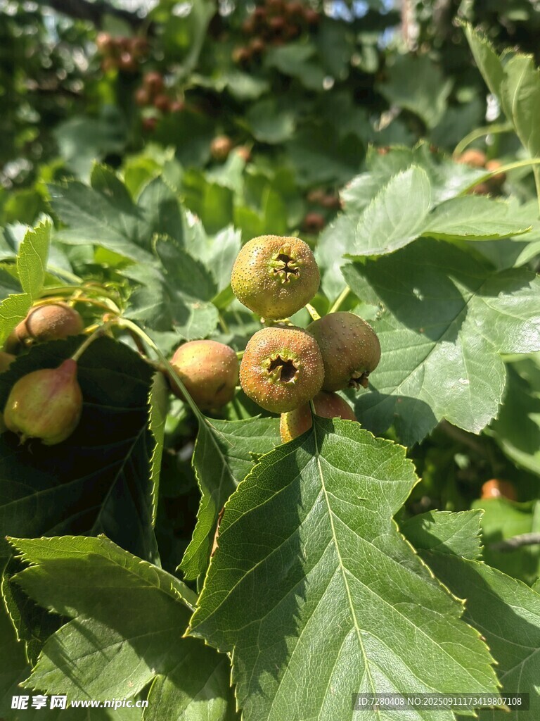 枝头的青涩果实