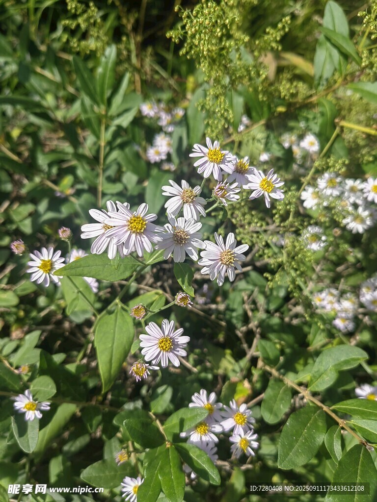 野外绽放的美丽雏菊