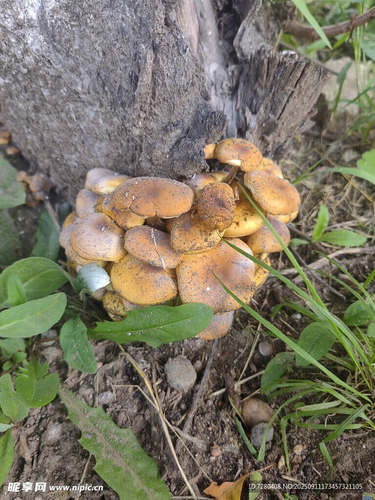 树下生长的一簇蘑菇