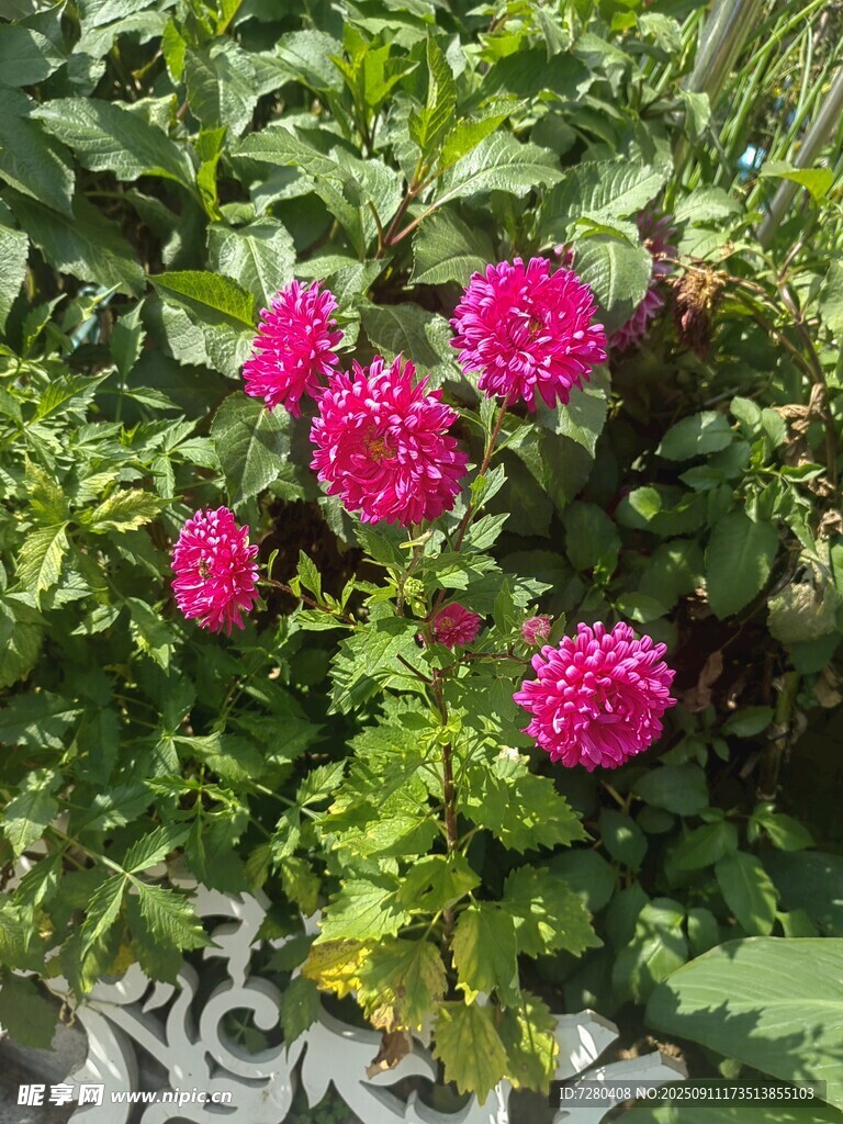 艳丽粉花绽放绿叶间