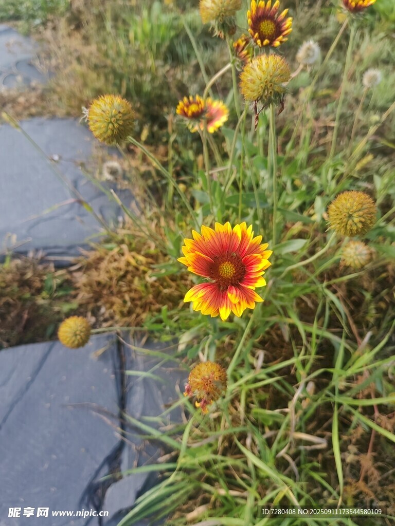路边绽放的鲜艳金鸡菊