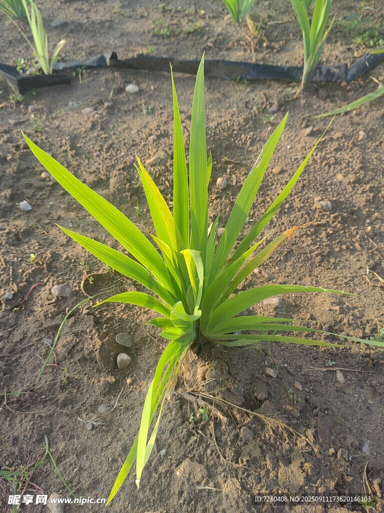 翠绿龙舌兰植株特写