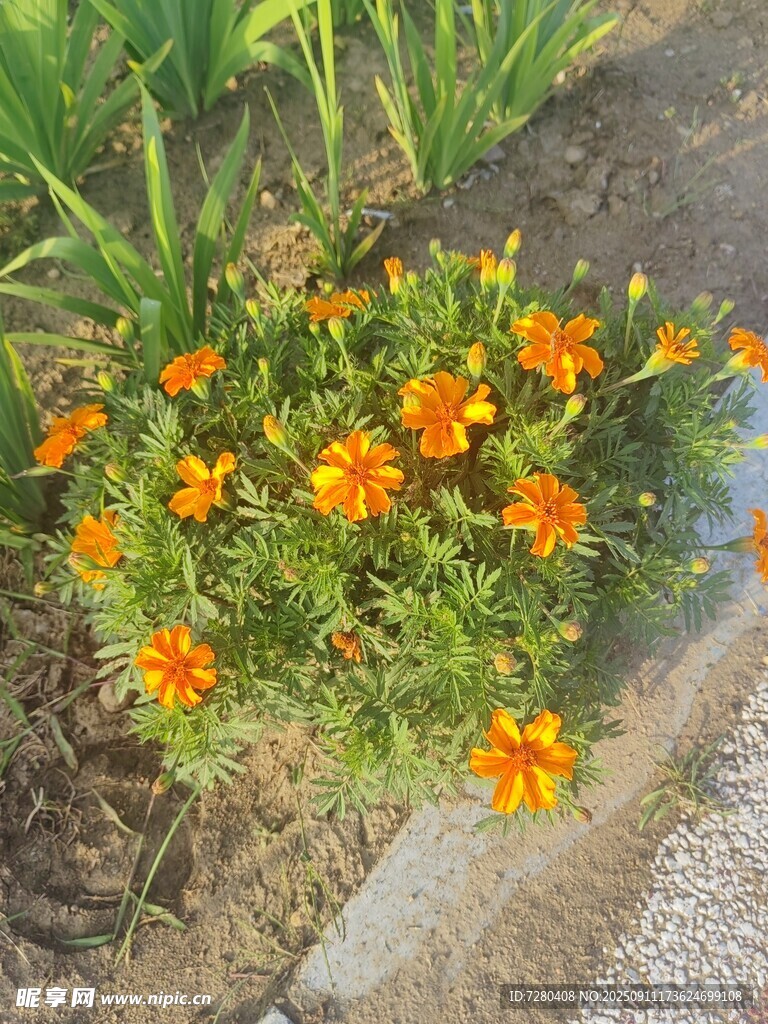 路边绽放的橙色小野花