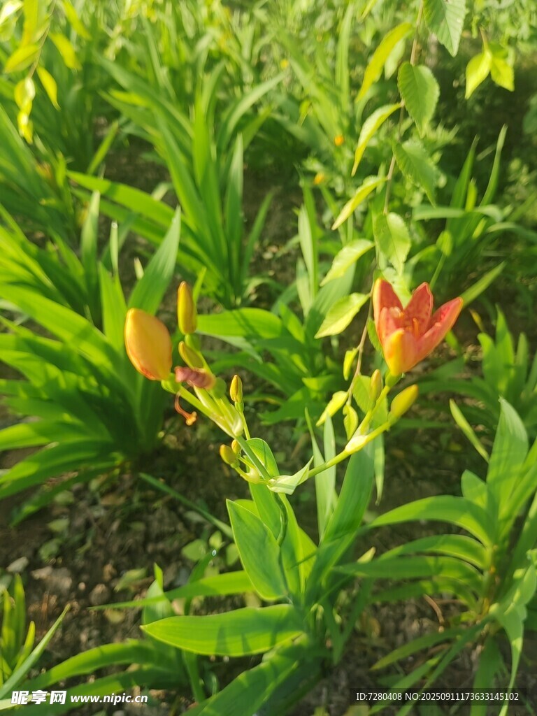 绿叶丛中的艳丽花朵