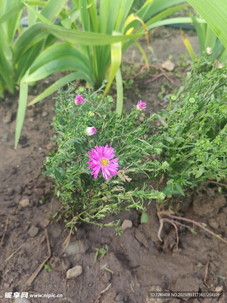 花园中绽放的艳丽小花