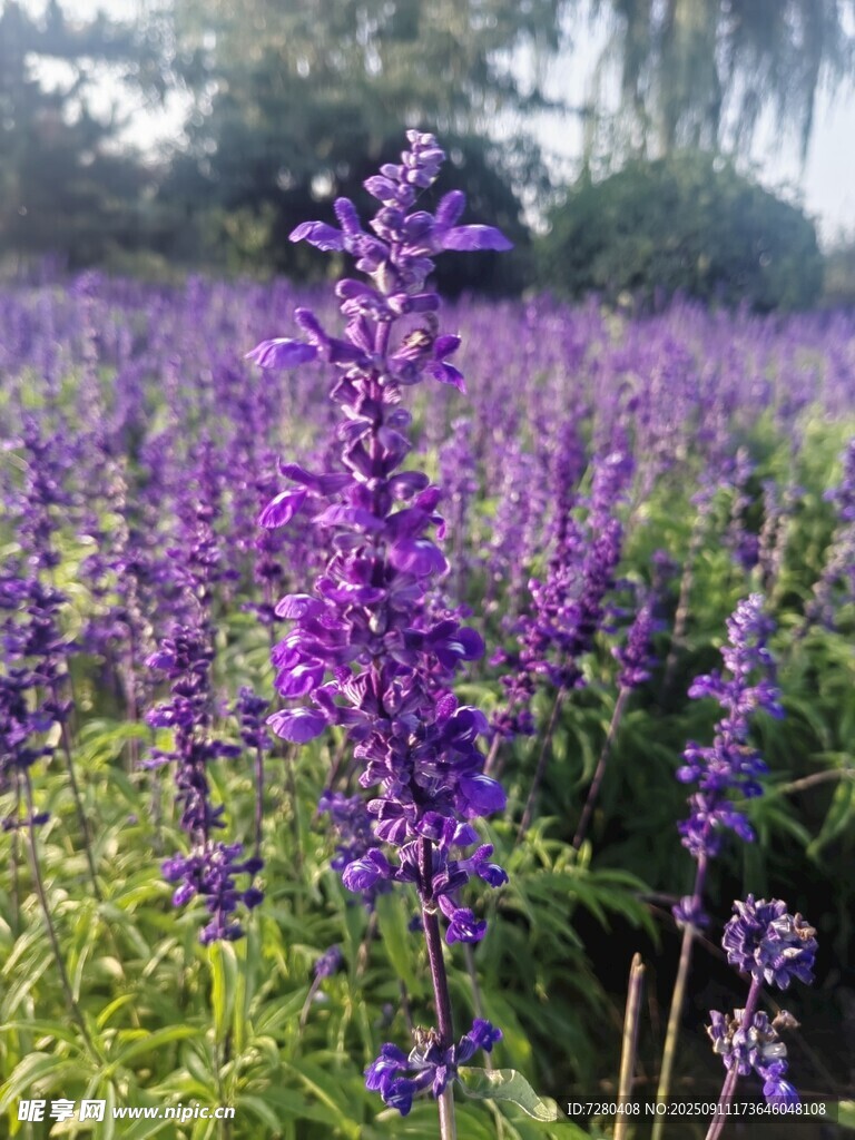 紫色鼠尾草花海美景