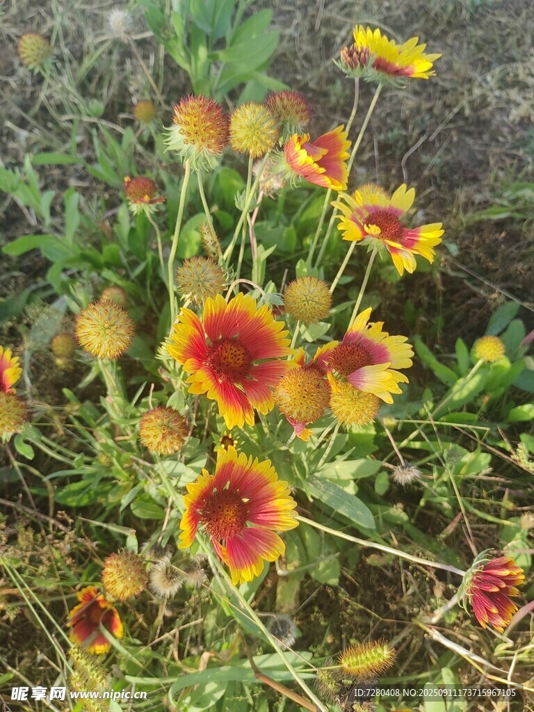 多彩金鸡菊绽放于草地