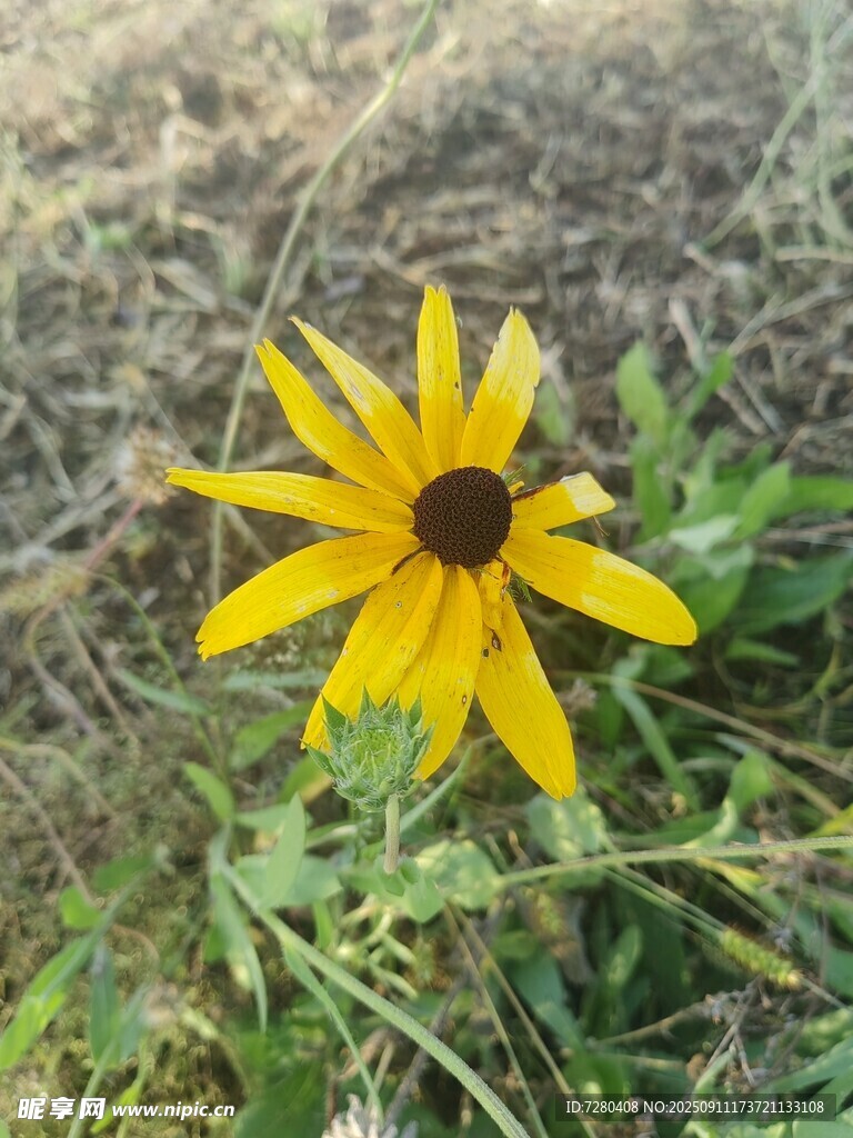 黄色黑心菊特写