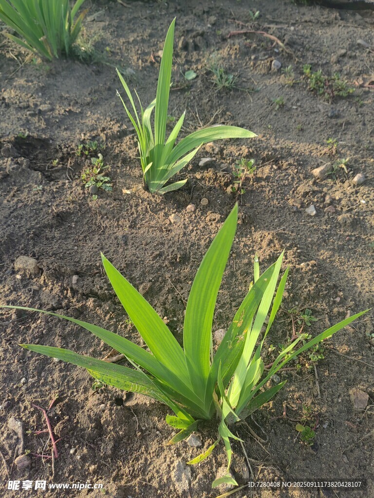 嫩绿芦荟植株生长于泥土中