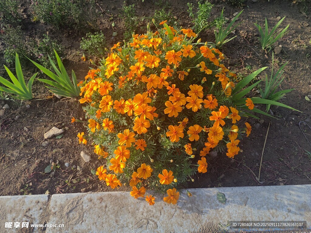 橙色小花丛生机盎然