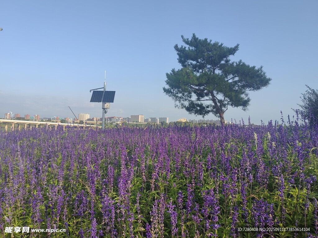 紫色花田中的孤树