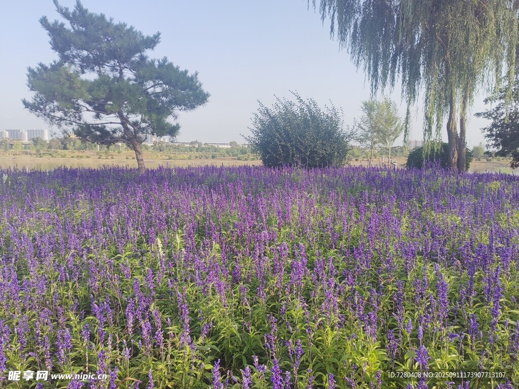 紫色花田美景
