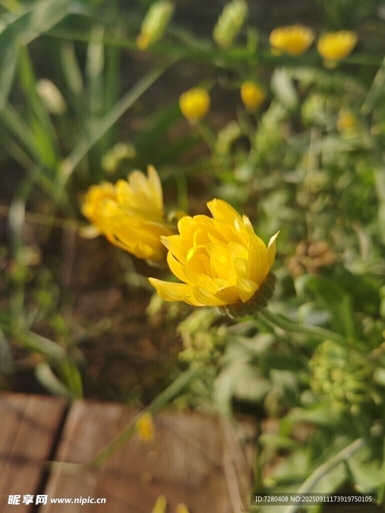 黄色小花绽放于绿植间