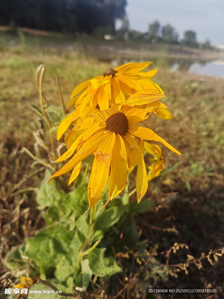 田野中的黄色灿烂花朵