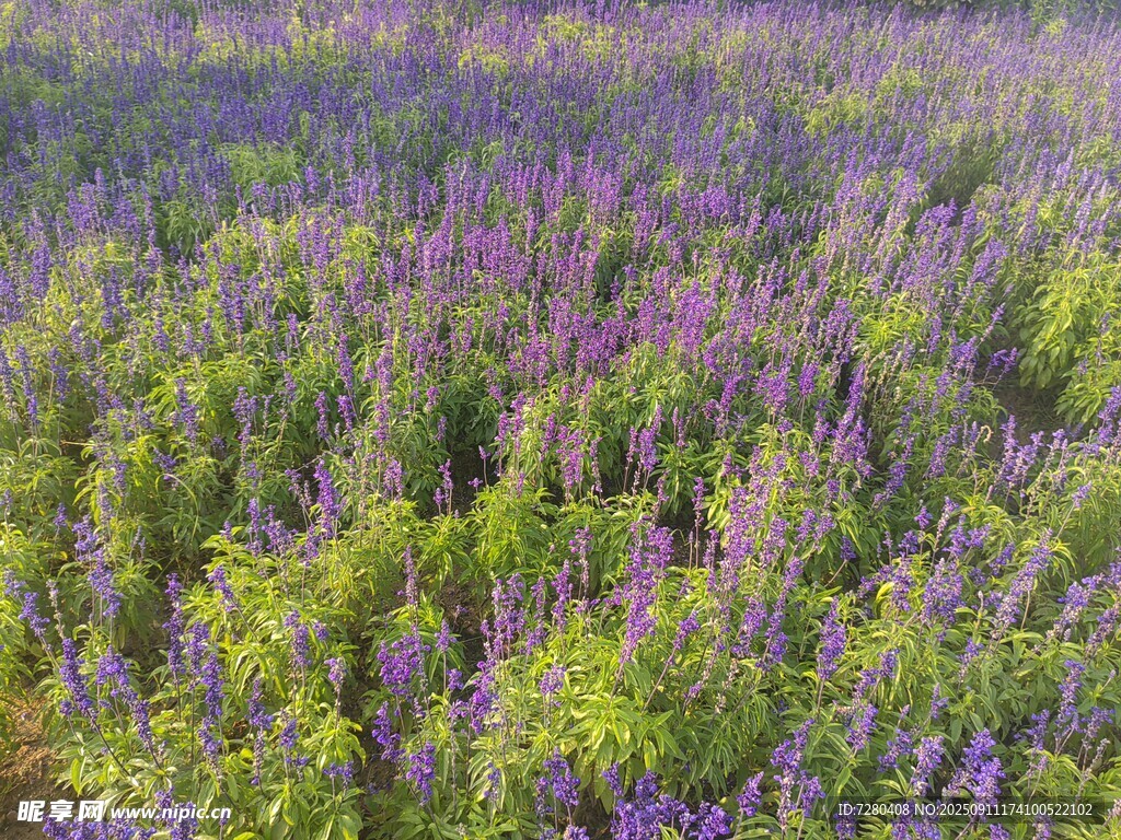紫色薰衣草花田美景