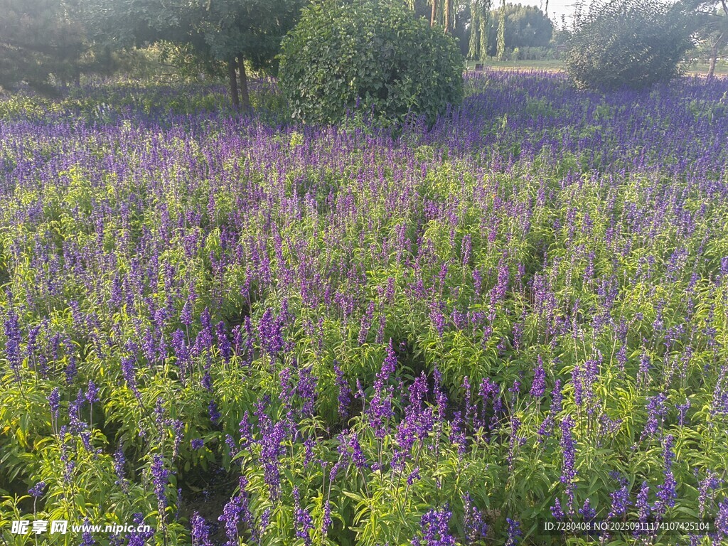 紫色花海自然美景如画