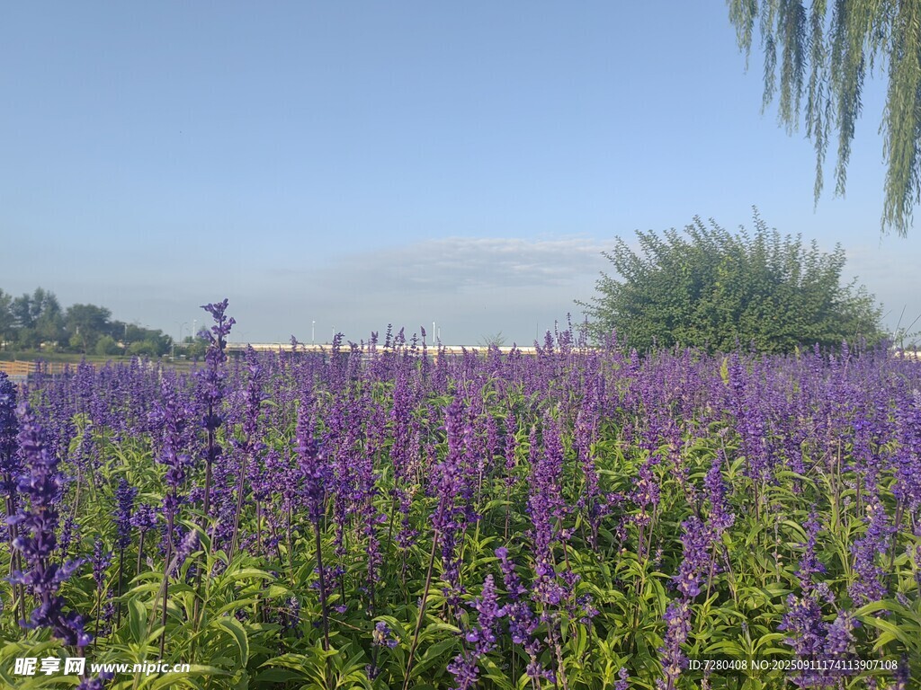 紫色花田美景