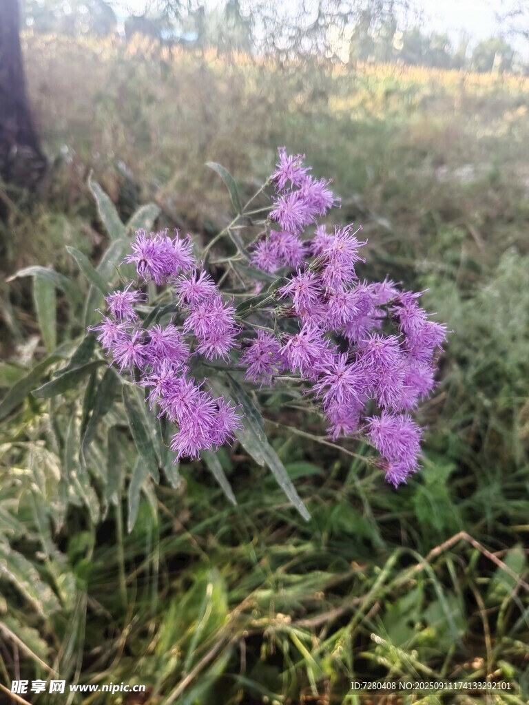 野外绽放的紫色美丽花朵