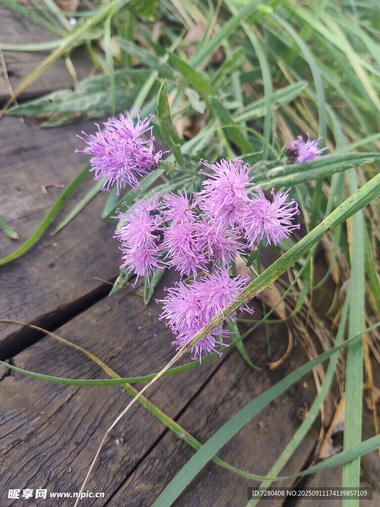 木缝间绽放的紫色小花