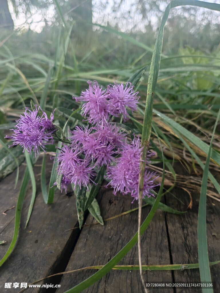 木栈道旁绽放的紫色花朵